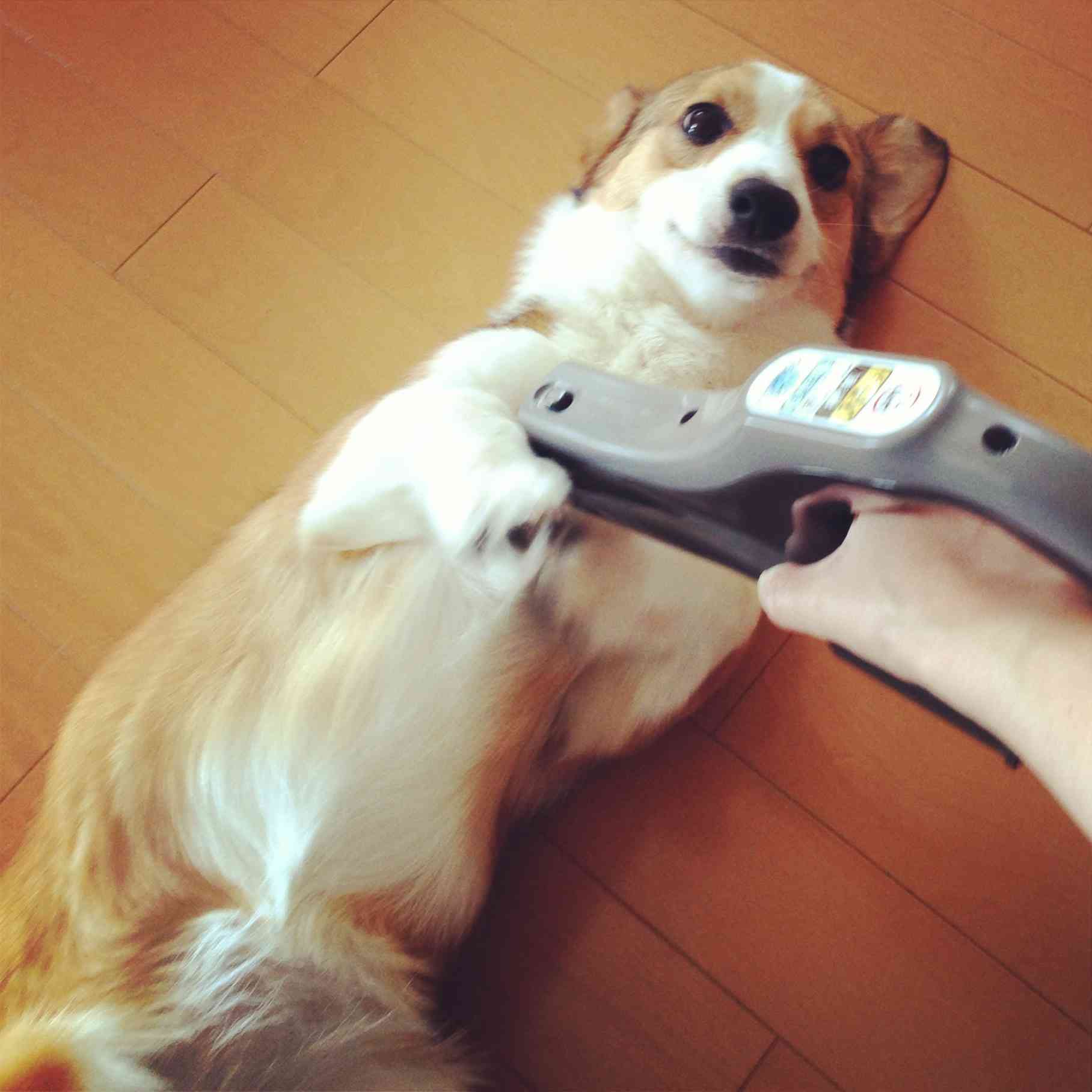 【動物好きな方】あなたのペット自慢を聞かせてください