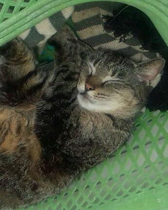 【動物好きな方】あなたのペット自慢を聞かせてください