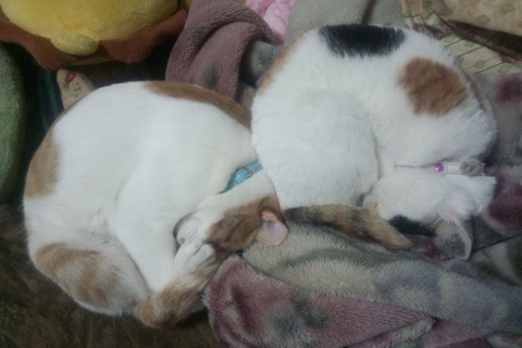 【動物好きな方】あなたのペット自慢を聞かせてください