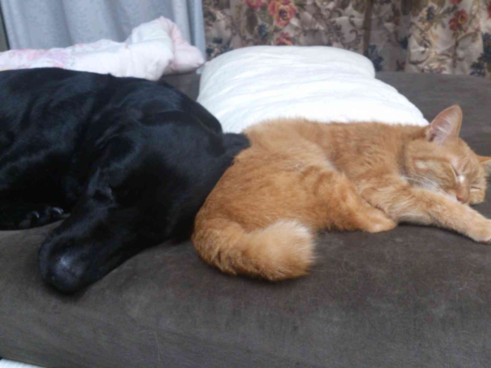 【動物好きな方】あなたのペット自慢を聞かせてください