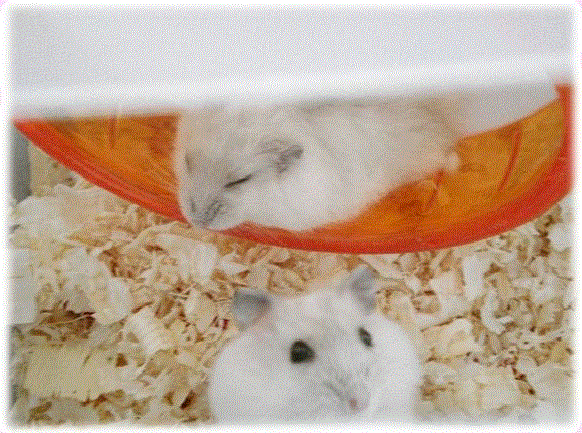 【動物好きな方】あなたのペット自慢を聞かせてください