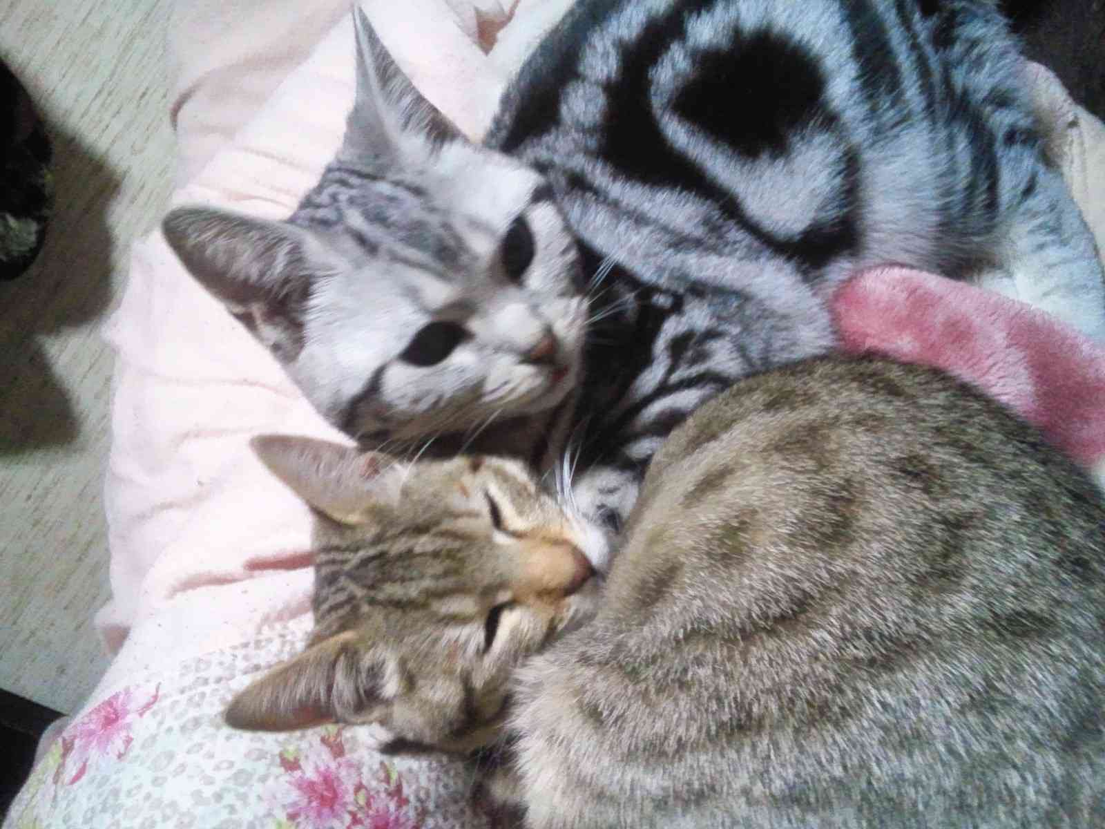 【動物好きな方】あなたのペット自慢を聞かせてください