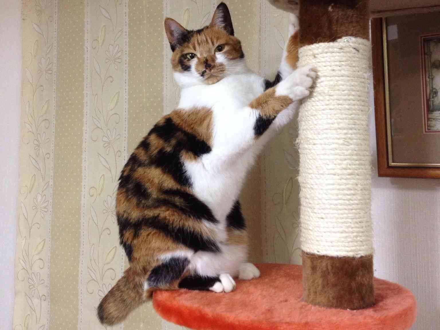 【動物好きな方】あなたのペット自慢を聞かせてください