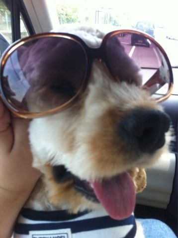 【動物好きな方】あなたのペット自慢を聞かせてください