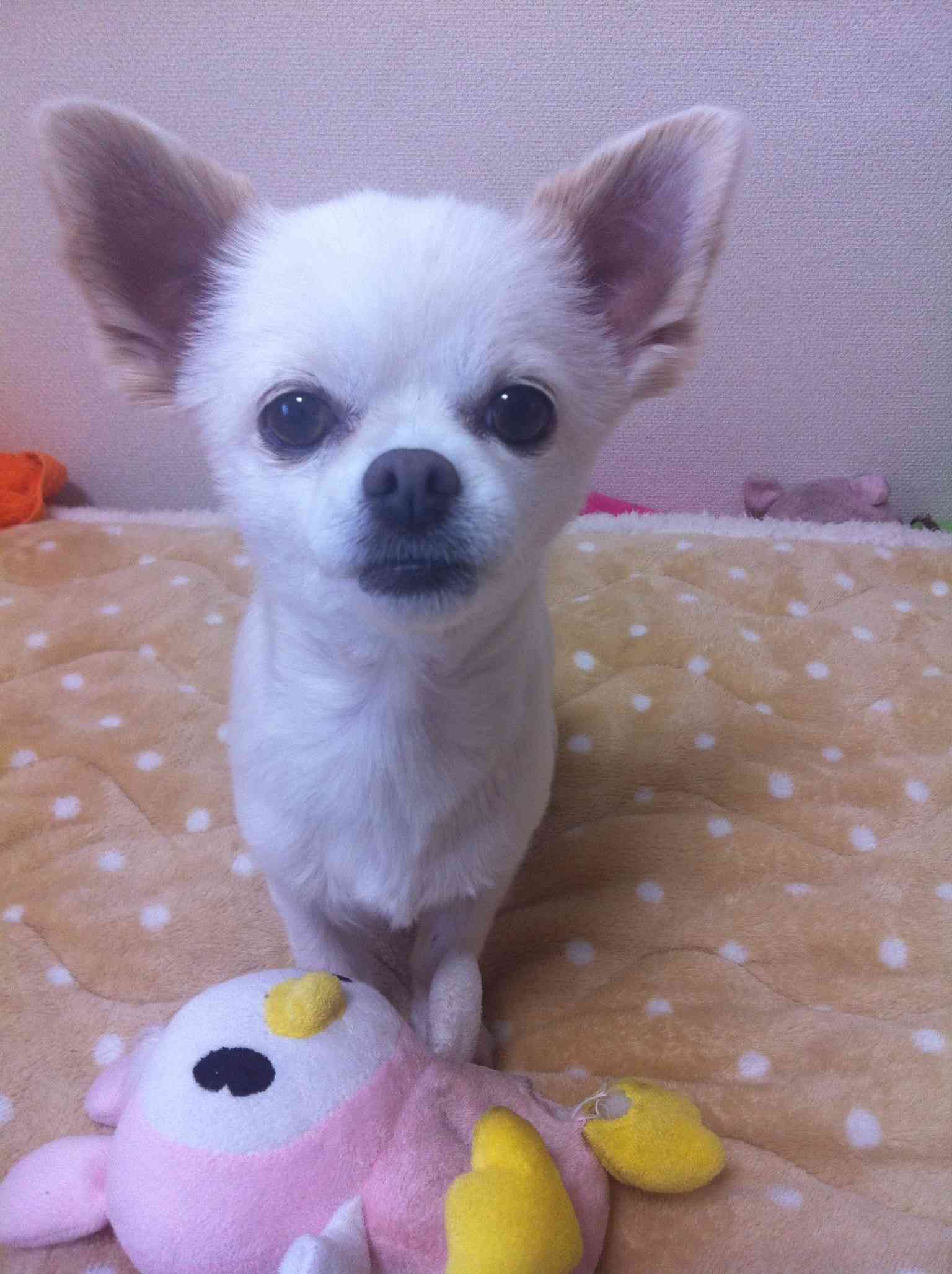 【動物好きな方】あなたのペット自慢を聞かせてください