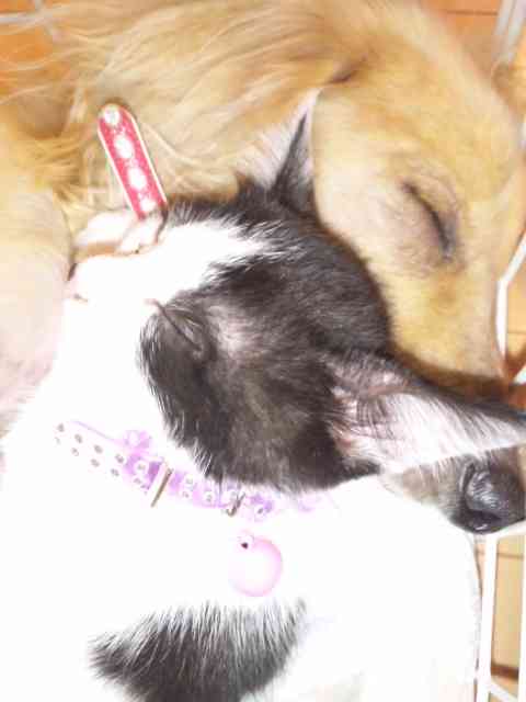 【動物好きな方】あなたのペット自慢を聞かせてください