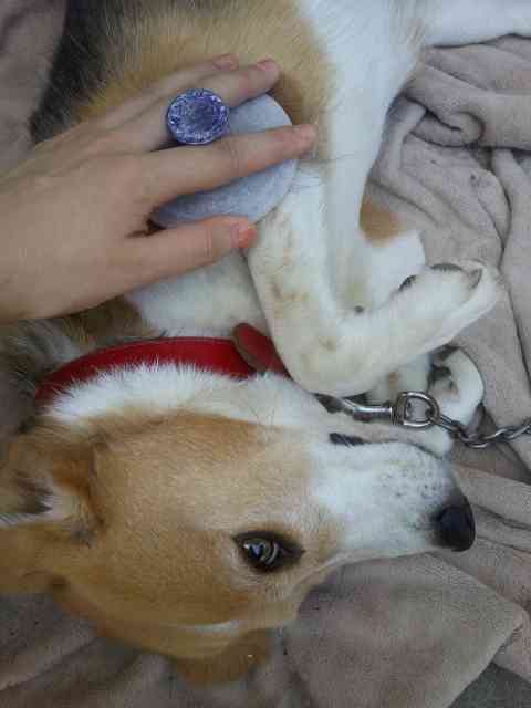 【動物好きな方】あなたのペット自慢を聞かせてください