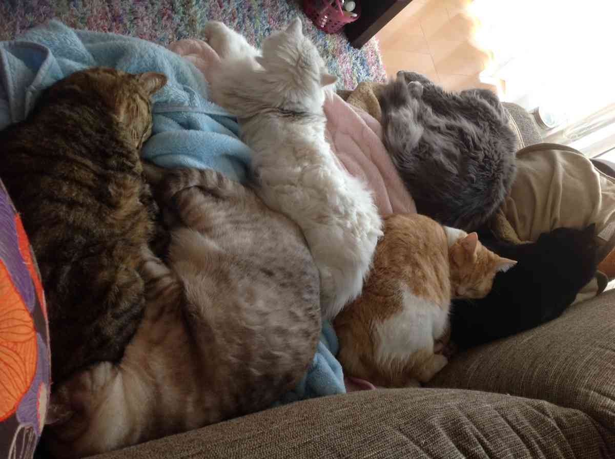 【動物好きな方】あなたのペット自慢を聞かせてください