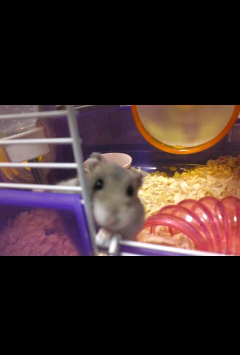 【動物好きな方】あなたのペット自慢を聞かせてください