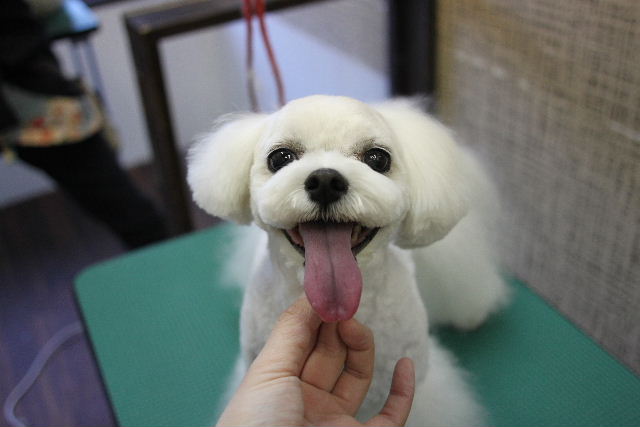 【動物好きな方】あなたのペット自慢を聞かせてください