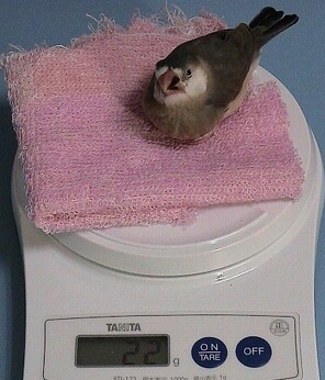 もちろん真面目にやってます…「フクロウの体重のはかり方」の写真