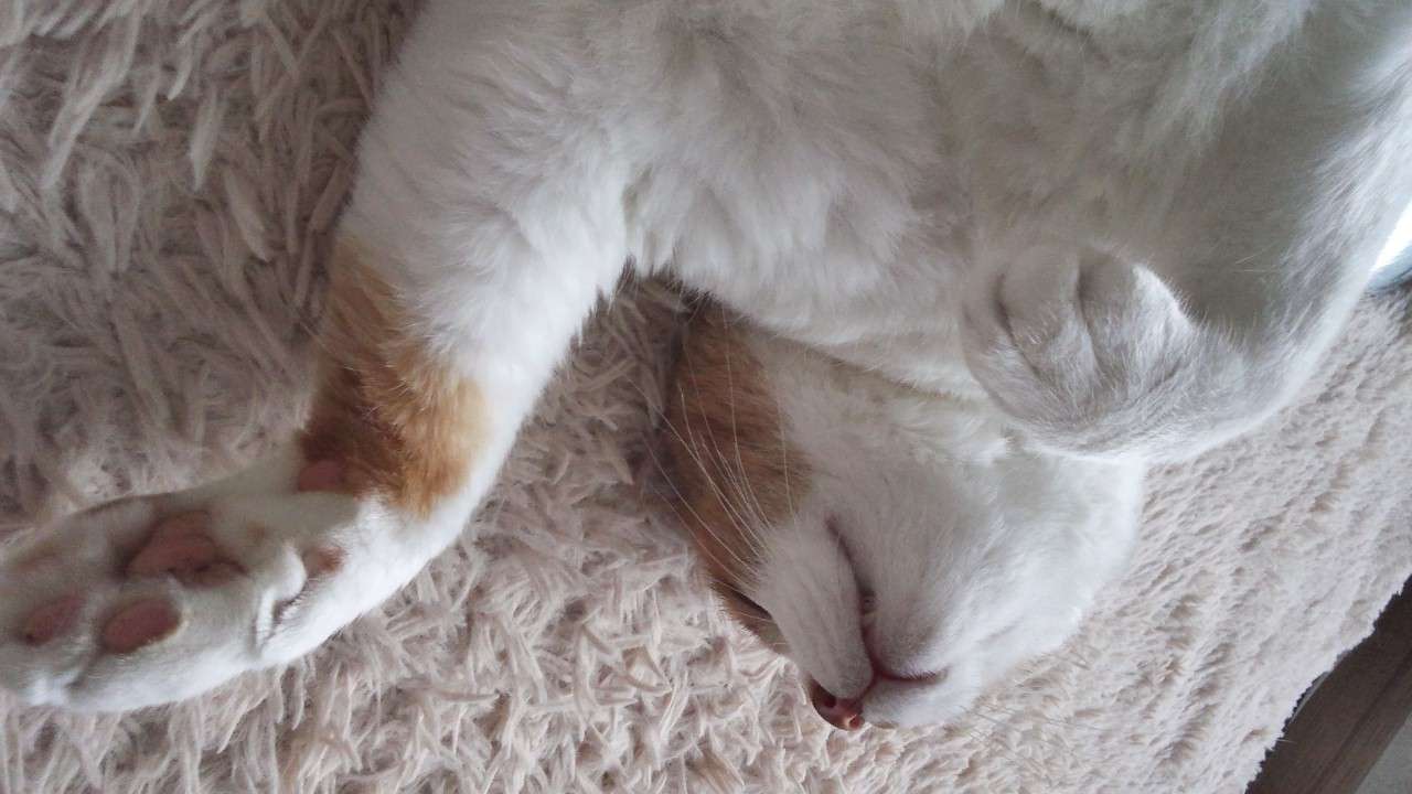 うちのペットのココが大好き!