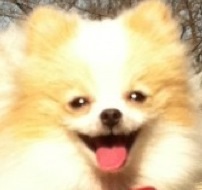 うちのペットのココが大好き!