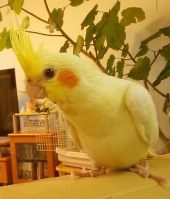 うちのペットのココが大好き!