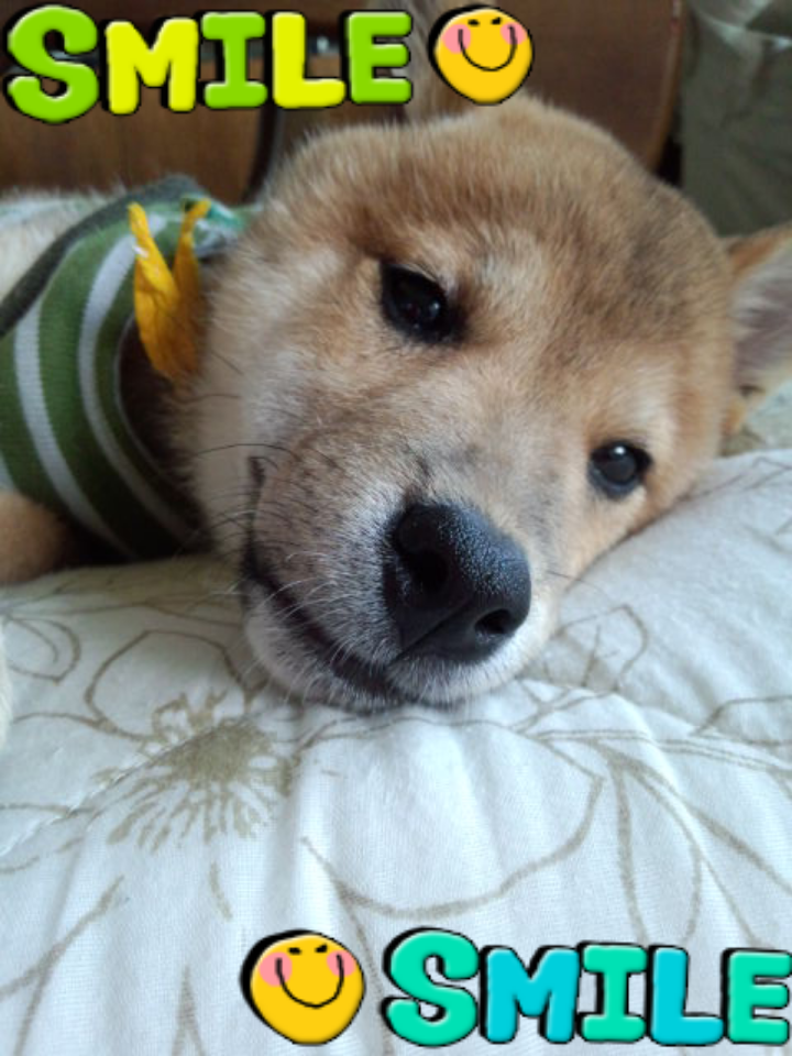 うちのペットのココが大好き!