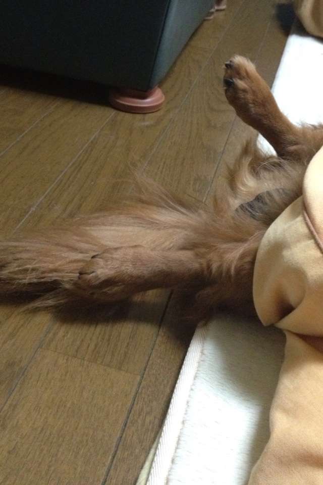 うちのペットのココが大好き!