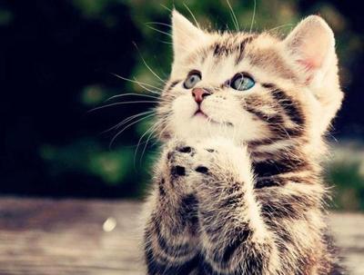 かわいさに癒されたいときに！キューンとなる動物たちの写真23枚