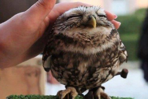 かわいさに癒されたいときに！キューンとなる動物たちの写真23枚