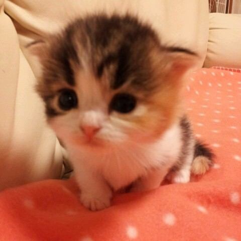 かわいさに癒されたいときに！キューンとなる動物たちの写真23枚