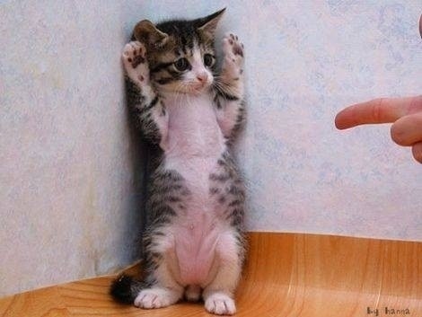 かわいさに癒されたいときに！キューンとなる動物たちの写真23枚