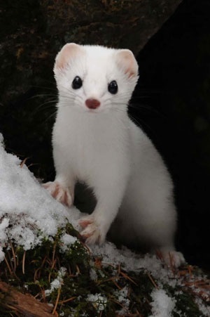 かわいさに癒されたいときに！キューンとなる動物たちの写真23枚