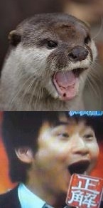 似てる物、教えて下さい