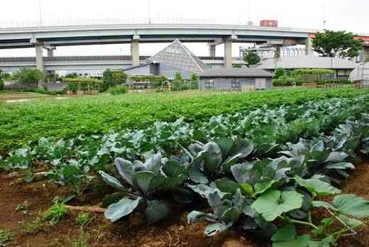 東京って、意外と田舎だなと思ったこと