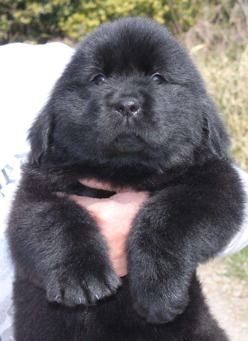 動物の赤ちゃん画像で癒されましょう（＊´ω｀＊）