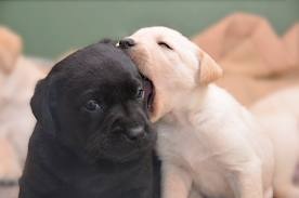 動物の赤ちゃん画像で癒されましょう（＊´ω｀＊）