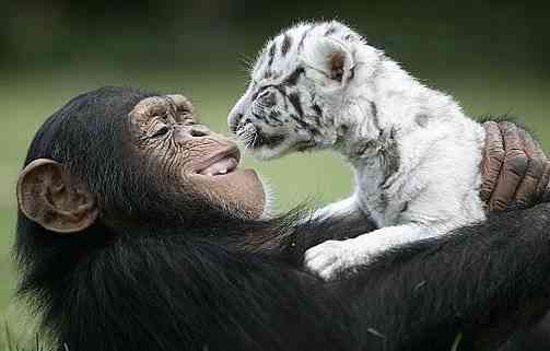 動物の赤ちゃん画像で癒されましょう（＊´ω｀＊）