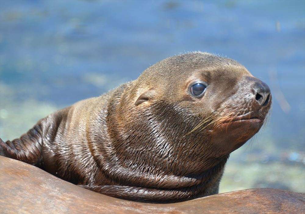 動物の赤ちゃん画像で癒されましょう（＊´ω｀＊）