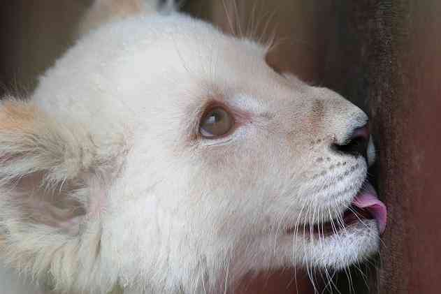 動物の赤ちゃん画像で癒されましょう（＊´ω｀＊）