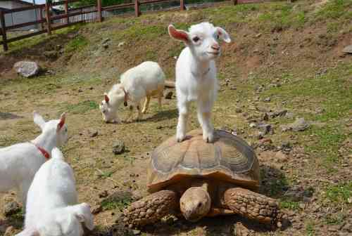 動物の赤ちゃん画像で癒されましょう（＊´ω｀＊）