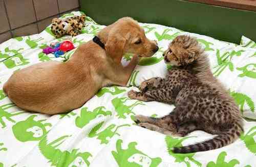 動物の赤ちゃん画像で癒されましょう（＊´ω｀＊）