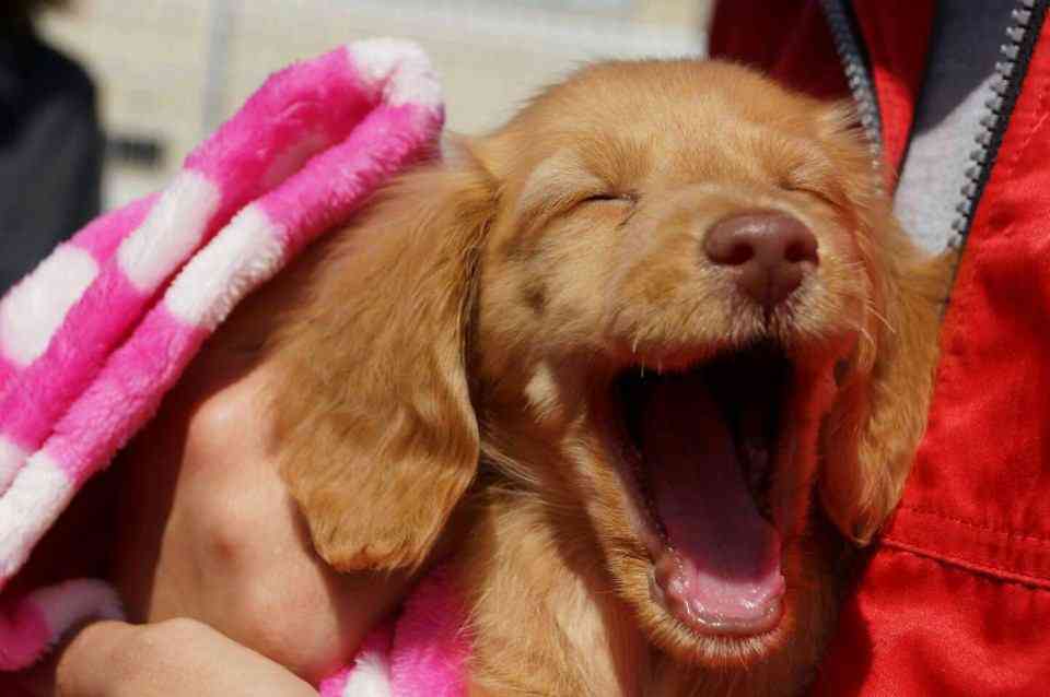 動物の赤ちゃん画像で癒されましょう（＊´ω｀＊）