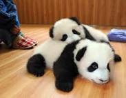 動物の赤ちゃん画像で癒されましょう（＊´ω｀＊）