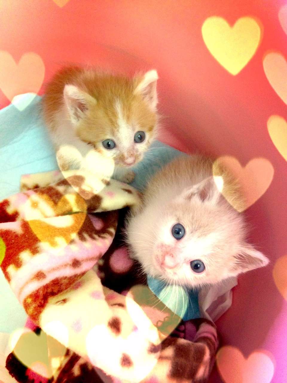 動物の赤ちゃん画像で癒されましょう（＊´ω｀＊）