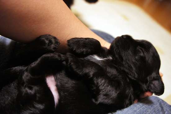 動物の赤ちゃん画像で癒されましょう（＊´ω｀＊）