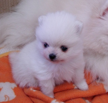 動物の赤ちゃん画像で癒されましょう（＊´ω｀＊）