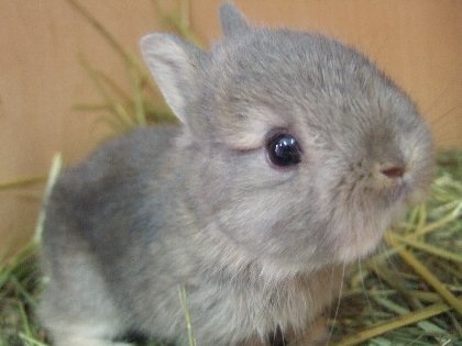 動物の赤ちゃん画像で癒されましょう（＊´ω｀＊）