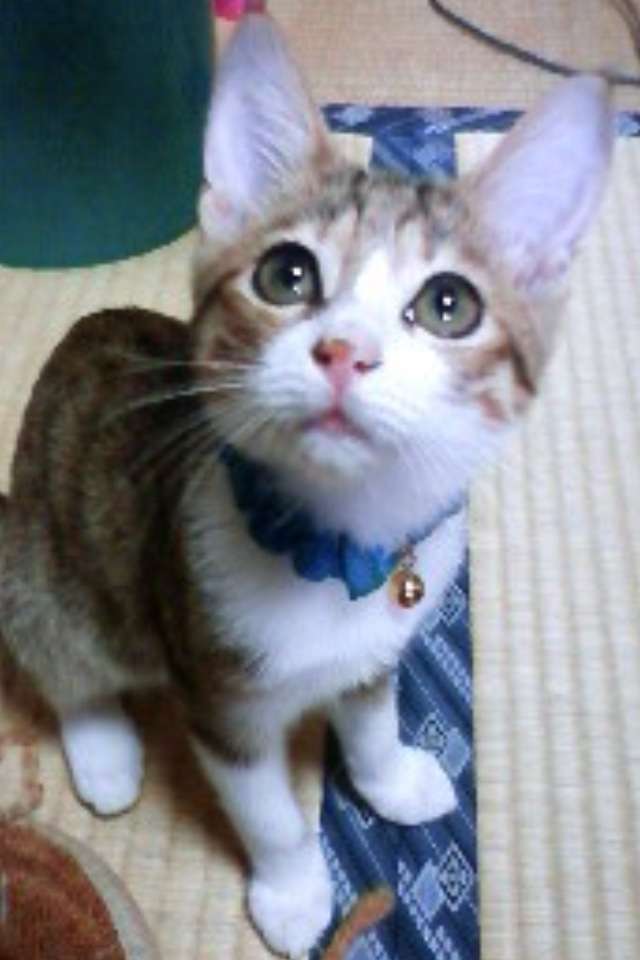 動物の赤ちゃん画像で癒されましょう（＊´ω｀＊）