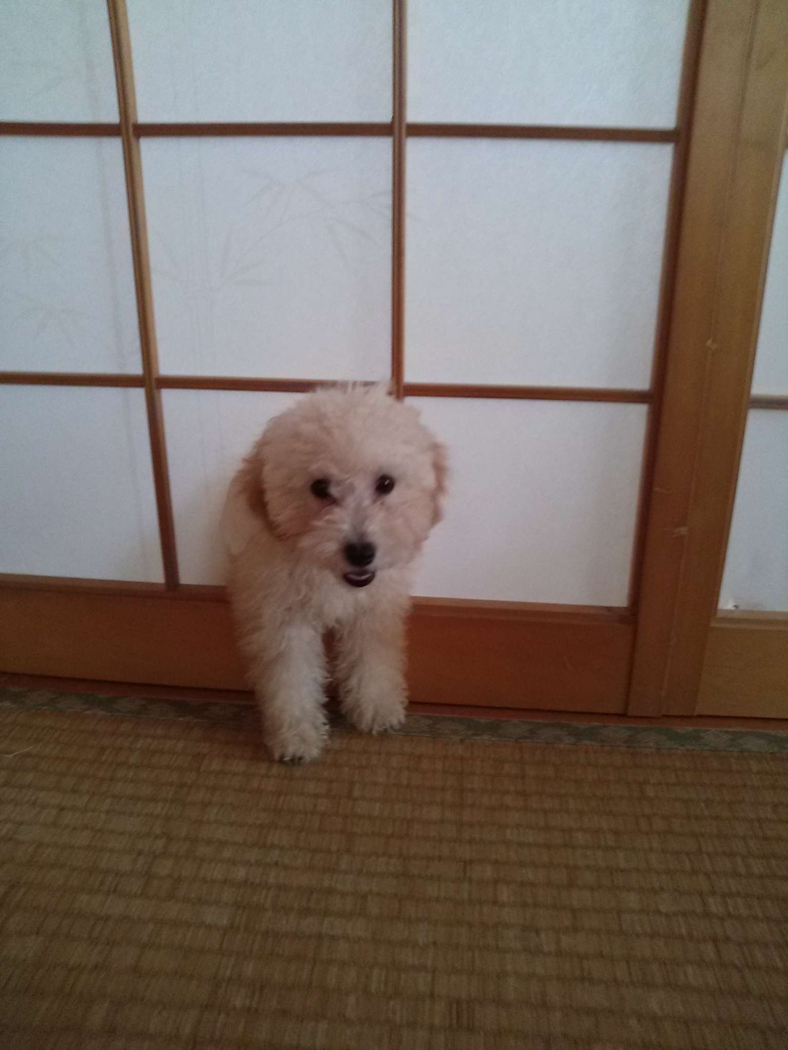 動物の赤ちゃん画像で癒されましょう（＊´ω｀＊）