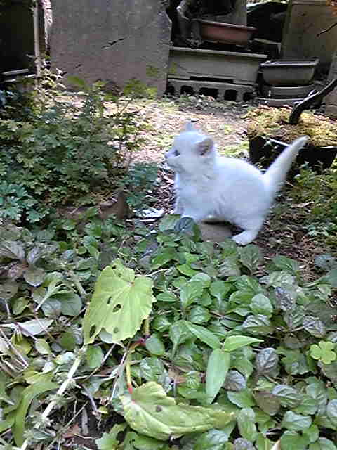 動物の赤ちゃん画像で癒されましょう（＊´ω｀＊）