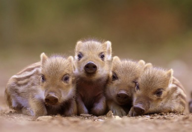 動物の赤ちゃん画像で癒されましょう（＊´ω｀＊）