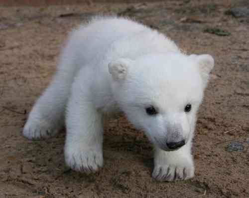 動物の赤ちゃん画像で癒されましょう（＊´ω｀＊）