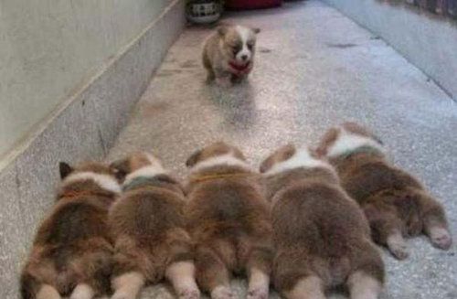 動物の赤ちゃん画像で癒されましょう（＊´ω｀＊）