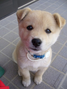 動物の赤ちゃん画像で癒されましょう（＊´ω｀＊）