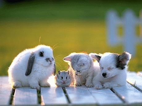 動物の赤ちゃん画像で癒されましょう（＊´ω｀＊）