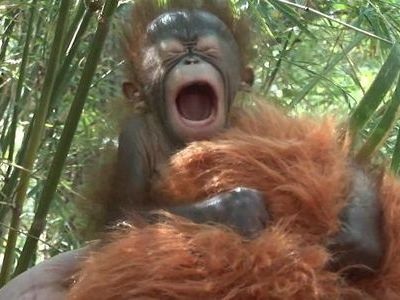 動物の赤ちゃん画像で癒されましょう（＊´ω｀＊）