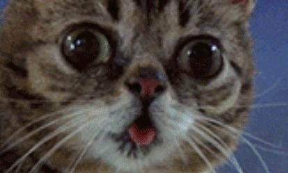 動物の赤ちゃん画像で癒されましょう（＊´ω｀＊）